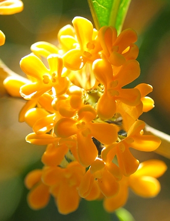 Osmanthus.jpg