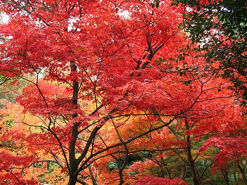 FutatabiParkAutumn.jpg